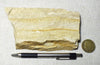 shale -  teaching hand specimen of tan diatomaceous shale from the Monterey Formation, Ventura County, California. 