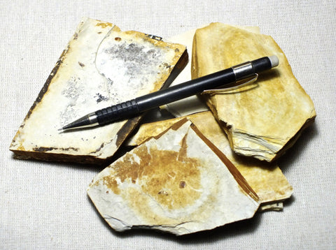 shale  -  student specimens of a siliceous Miocene shale, a subunit of the Monterey Formation - UNIT OF 5 SPECIMENS 